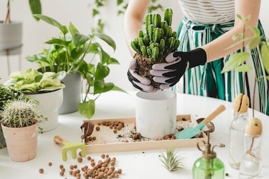 woman gardeners  transplanting cacti in ceramic pots on the white wooden table. concept of home garden. spring time. stylish interior with a lot of plants. taking care of home plants. template.