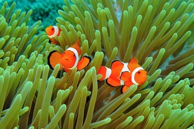 orange clownfish (amphiprion ocellaris) nemo in the green anemone. underwater macro photography, colorful tropical fish. scuba diving on the coral reef. anemonefish underwater. marine life.