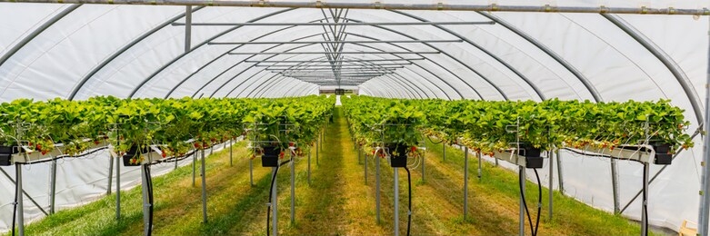 hydroponics strawberry in greenhouse with high technology farming. agricultural greenhous with hydroponic shelving system, banner
