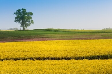 spring fields rape warmia - poland