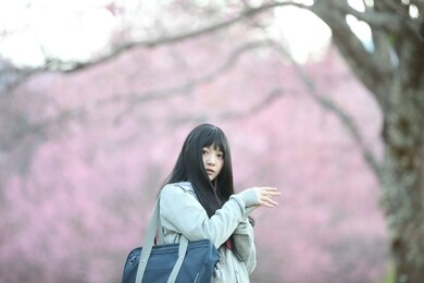 japanese school girl dress looking sakura flower nature walkway