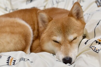 shiba inu sleep comfortably with bedding
