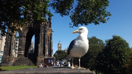 seagull with scott monument and balmoral tower in background, edinburgh. 