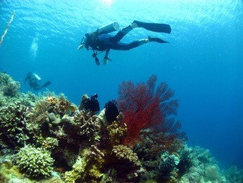 scuba diving with crystal clear water and beautiful coral reefs