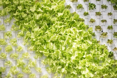 soilless lettuce, indoor vegetable soilless cultivation