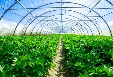 celery greenhouse culture