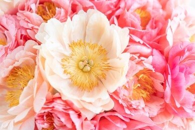 floral carpet or wallpaper. background of coral peonies. morning light in the room. beautiful peony flower for catalog or online store. floral shop and delivery concept .
