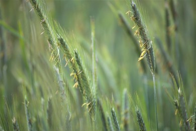 green wheat field - agriculture