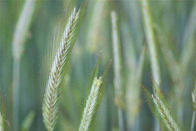 field of wheat - farm