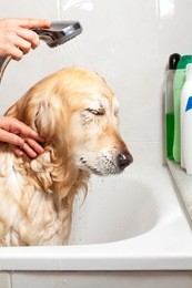 a dog taking a shower with soap and water