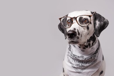 student dog portrait in the glasses. happy dalmatian dog in glasses and white bandana isolated on white background. copy space