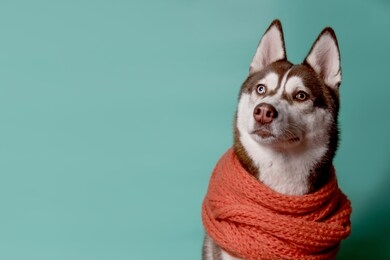 adorable siberian husky dog with warm orange scarf on turquoise background. dog looks left