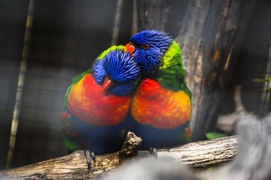 colorful couple of parrots