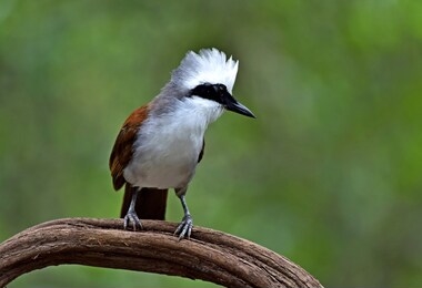 white-crested laughingthrush  thailand summer bird