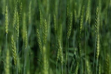 green wheat field shot in june