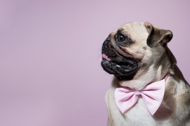 portrait of beige puppy pug with a bow tie on a pink background. pug dog with pink bow on neck. party birthday concept. dog looks at left. copy space
