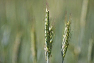 ears of wheat