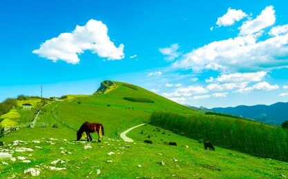herd of horse grazing at hill with beautiful blue sky and white clouds. horse farming ranch. animal pasture.  landscape of green grass field on the mountain. countryside grassland in spring. 