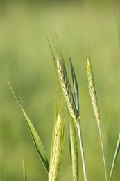 green wheat on agriculture field in the spring