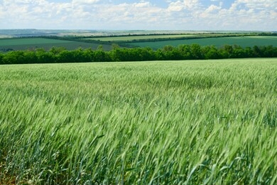 green wheaten sprouts in the field and cloudy sky. bright spring landscape.