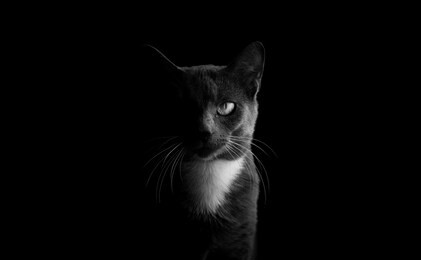 low key cat black background