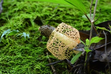 dictyophora indusiata or dancing mushroom


