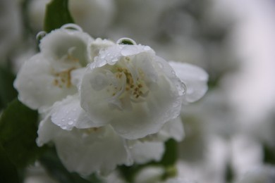 outdoor white flowers spring with rain