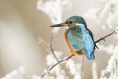 kingfisher, alcedo atthis, single bird on frosty perch, midlands, december 2010