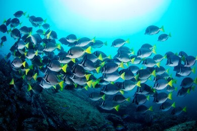 school of surgeonfish in costa rica