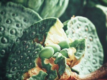 lotus seed vegetable chinese food