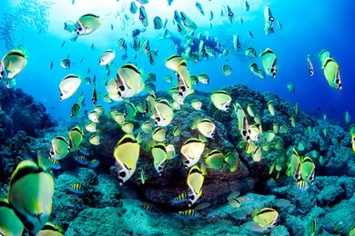 school of butterflyfish in costa rica