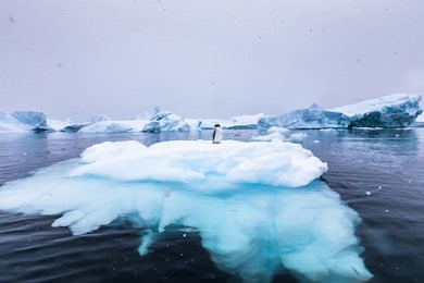 gentoo penguin alone on iceberg in antarctica, scenic frozen landscape with blue ice and snowfall, antarctic peninsula