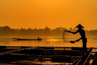 fisherman feeds the fish in a commercial farm in mekong river. farmers feeding fish in cages, mekong river. the tilapia for feeding fish in northeast of thailand.