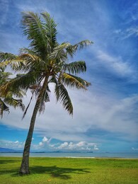 coconut tree on the tanjung aru beach, kota kinabalu with the beautiful blue sky above on sunny day.