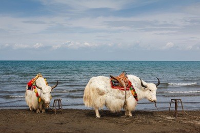 yaks beside qinghai lake,the biggest lake of china