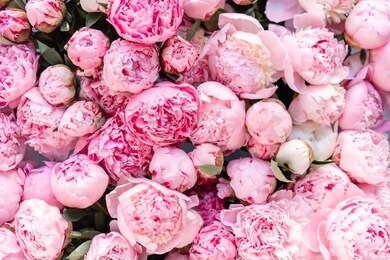 floral carpet or wallpaper. background of pink peonies. morning light in the room. beautiful peony flower for catalog or online store. floral shop and delivery concept .