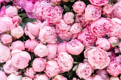 floral carpet or wallpaper. background of pink peonies. morning light in the room. beautiful peony flower for catalog or online store. floral shop and delivery concept .