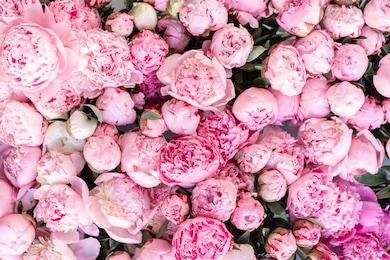 floral carpet or wallpaper. background of pink peonies. morning light in the room. beautiful peony flower for catalog or online store. floral shop and delivery concept .