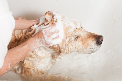a dog taking a shower with soap and water