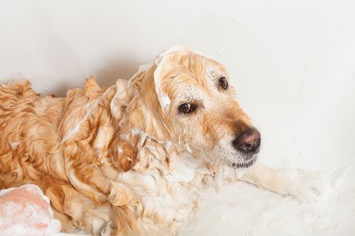a dog taking a shower with soap and water