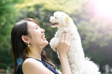 white maltese and young asian woman relaxing in park