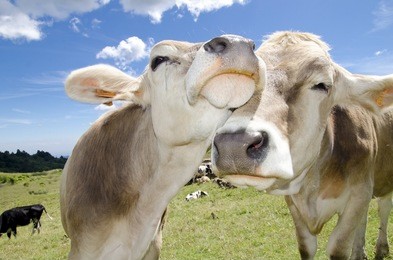 cows in love