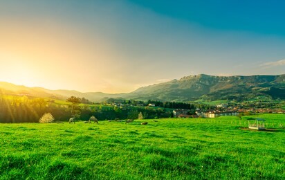 herd of cow grazing at grass field with beautiful blue sky and morning sunlight. cow farming ranch. animal pasture.  landscape of green grass field and mountain near village. grassland in spring. 