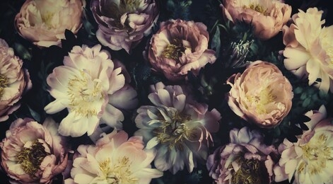 vintage bouquet of beautiful pale peonies on black. floristic decoration. floral background. baroque old fashiones style image. natural flowers pattern wallpaper or greeting card