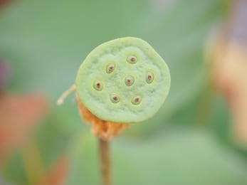 close-up of beautiful lotus seeds, freshness lotus seed and seedpod and blurred background.