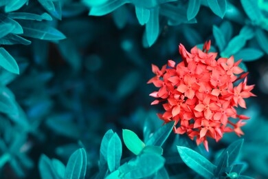 red flowers blossom on blue leaf, nature background, spiky flowers shape, toned process