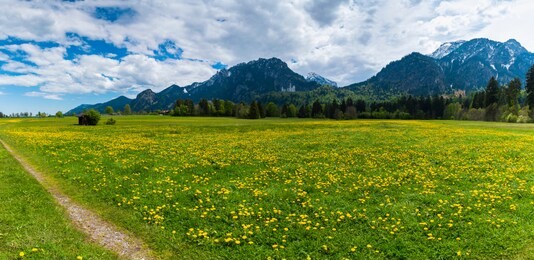 beautiful green field and yellow flowers with green forest, mountains and blue sky view and neuschwanstien castle and hohenschwangau castle in background