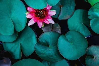 closeup beautiful lotus flower and green leaf in pond, purity nature background, red lotus water lily blooming on water surface and dark blue leaves toned