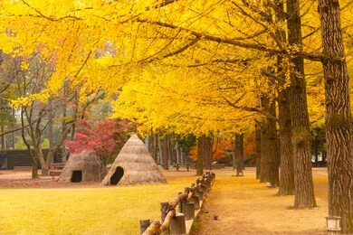 autumn in south korea and ginkgo tree at nami island chunchon south korea 