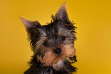 yorkshire terrier puppy, portrait in studio. yellow background